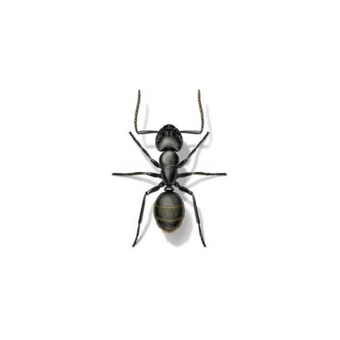 Carpenter ant
