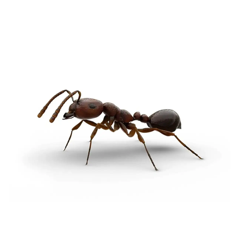 Fire ant