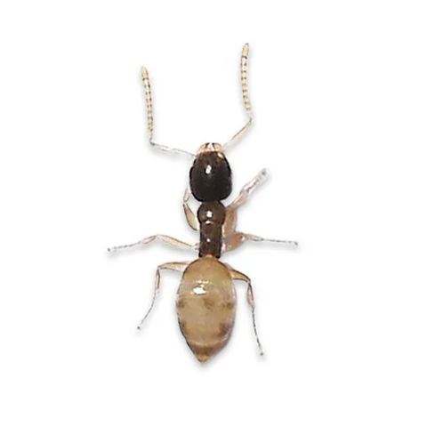 Pharaoh / ghost ant