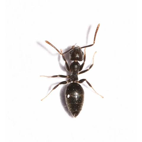 Odorous house ant