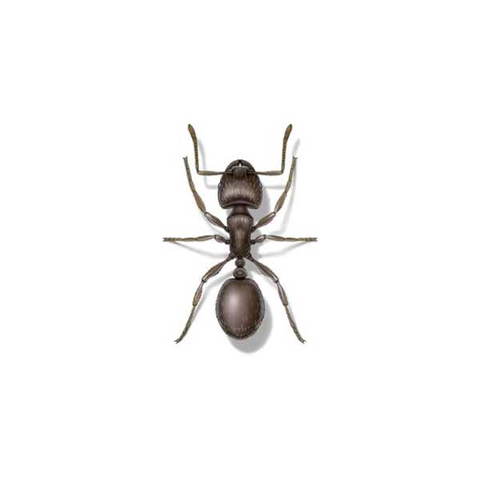 Pavement ant