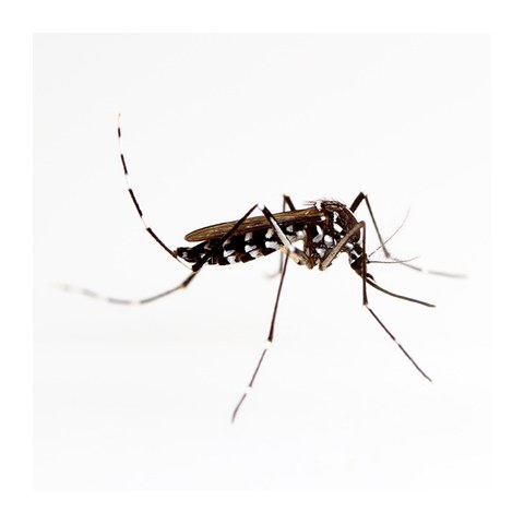 Mosquito