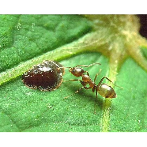 Argentine ant Greenville SC