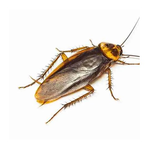 Asian cockroach