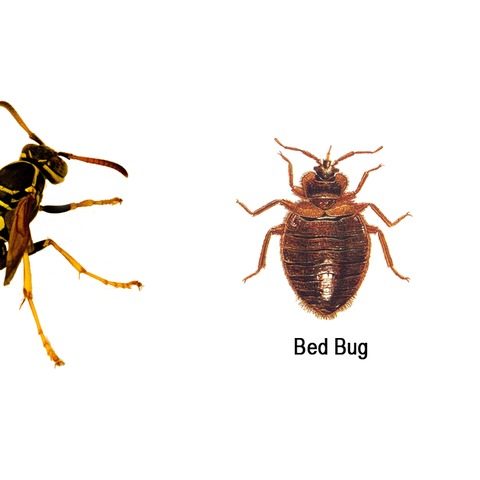 Bed bug treatment Virginia Beach VA