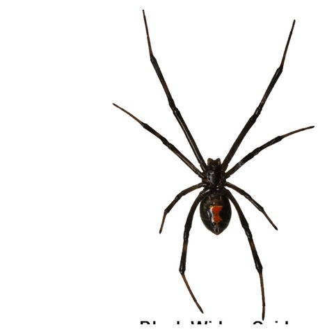 Black widow and spider control