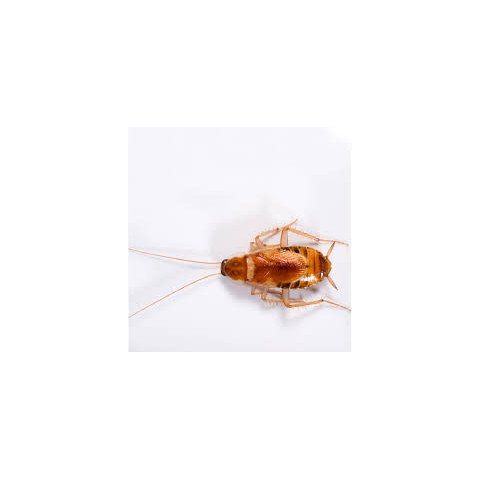 Brown-banded cockroach