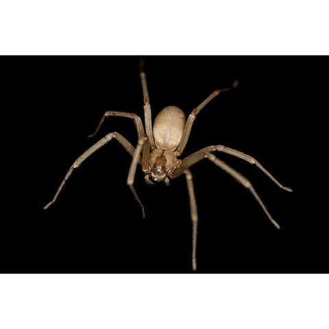 Brown recluse spider Greenville SC
