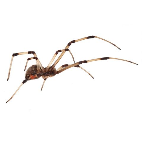 Brown widow spider