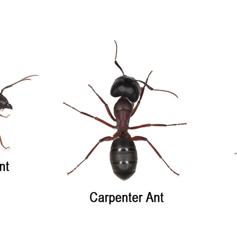 Carpenter ant Greenville SC