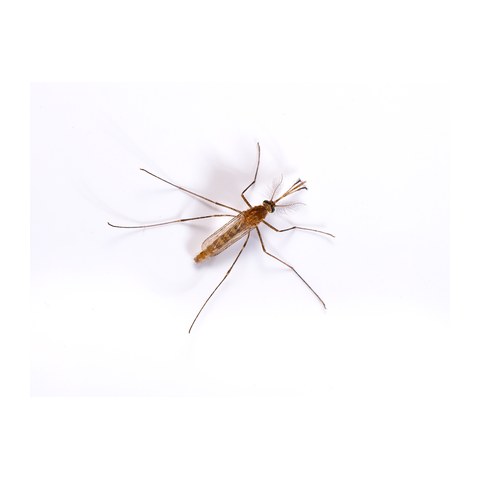 Culex pipiens mosquito
