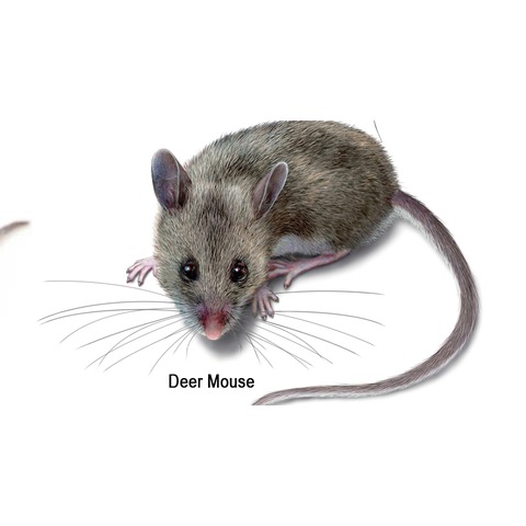 Deer mouse Columbia SC