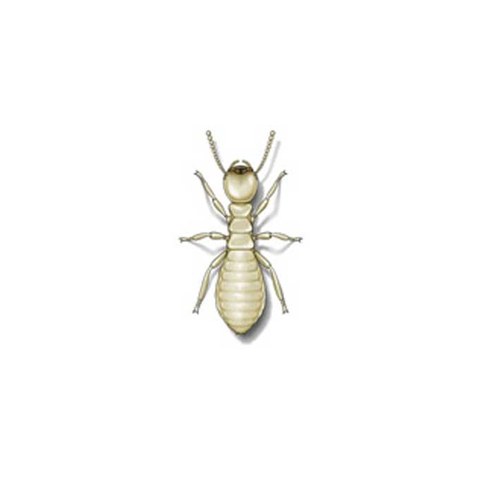 Formosan termite
