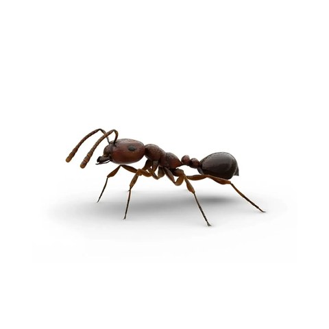 Fire ant and Argentine ant