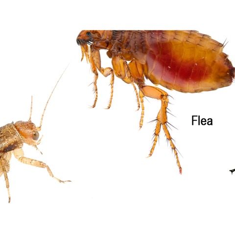 Cat flea