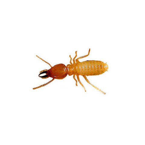 Formosan subterranean termite