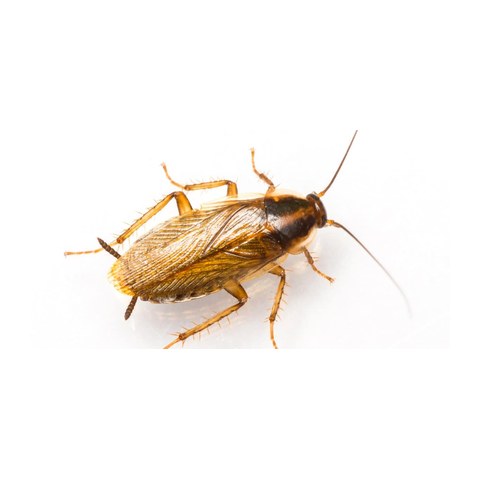 German cockroach