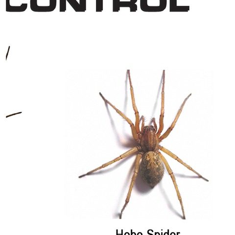 House spider