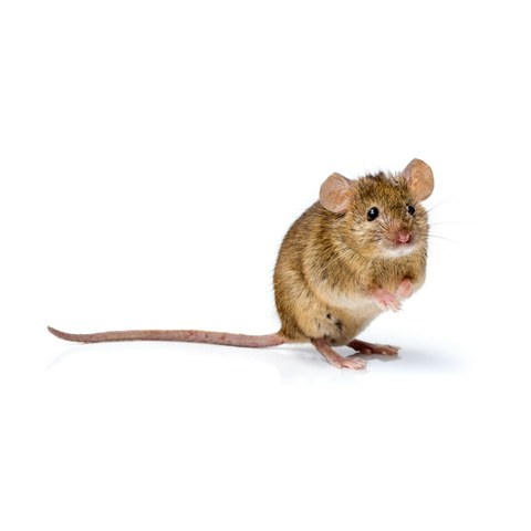 House mouse