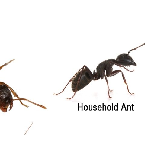 Little black ant