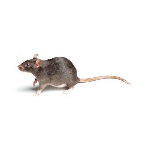 Norway rat rodent control Charleston