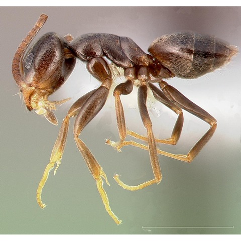 Odorous house ant Greenville SC