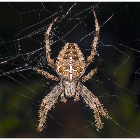 Orb weaver spider Greenville SC