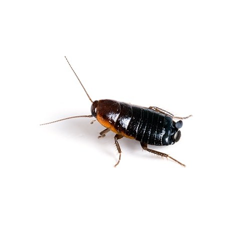 Oriental cockroach