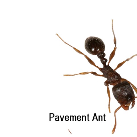 Pavement ant Raleigh NC