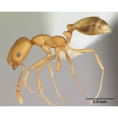 Pharaoh ant
