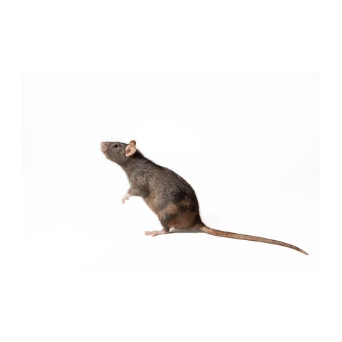 Roof rat