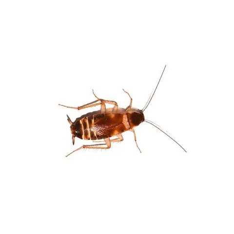 Smoky brown cockroach