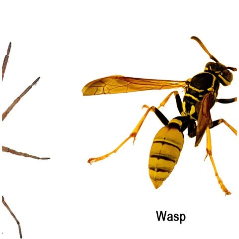 Yellow Jacket
