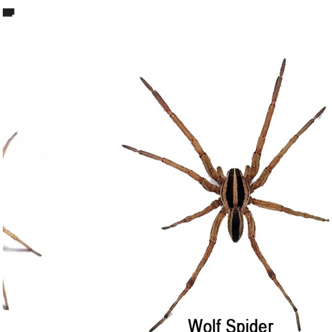 Wolf spider Greenville SC