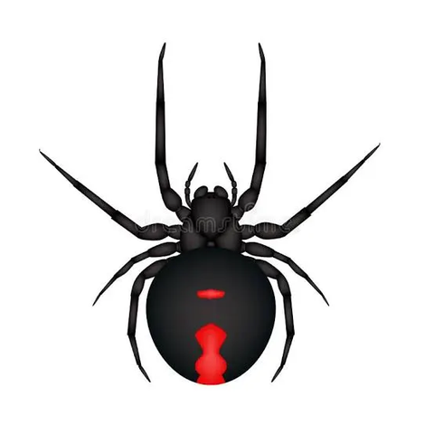 Black widow spider