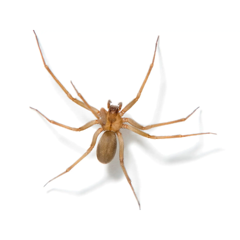 Brown recluse spider