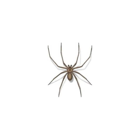 Brown widow spider