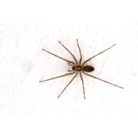 House and cellar spider
