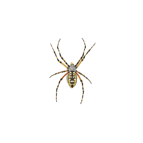 Orb weaver spider