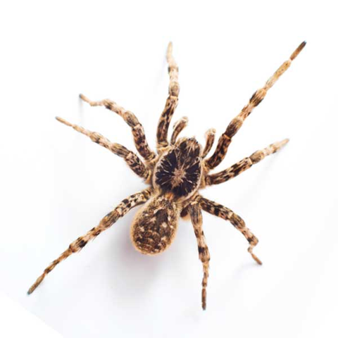 Wolf spider