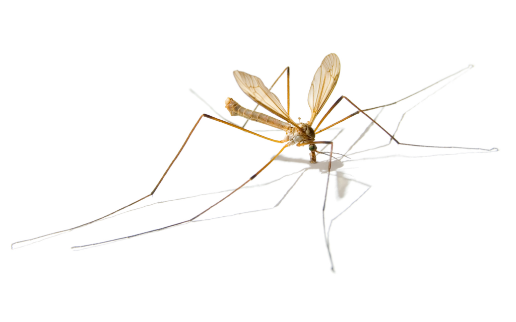 A close-up image of a mosquito hawk with long, delicate legs and translucent wings, lying on a white background. The insect's thin body and extended legs cast a faint shadow beneath it.