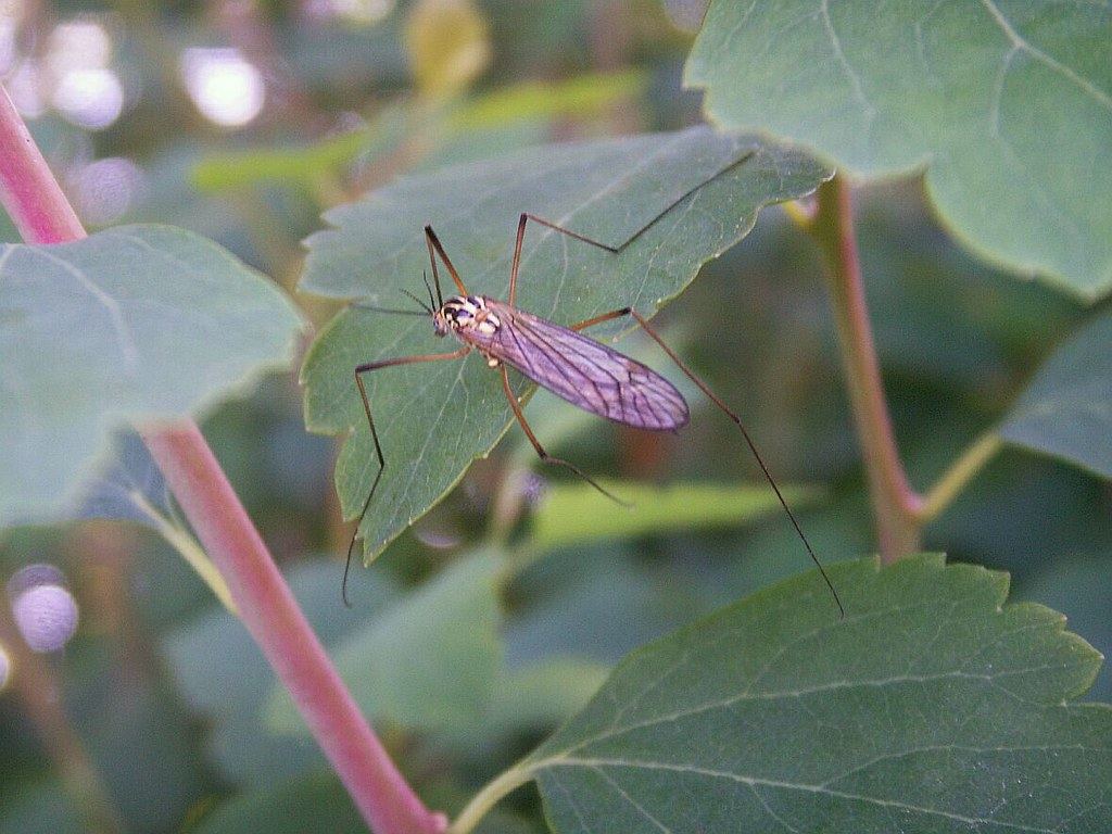 A close-up of a mosquito hawk resting on a green leaf, surrounded by foliage. The insect has long, slender legs and a thin body with delicate, translucent wings. The background consists of blurred green leaves and stems.