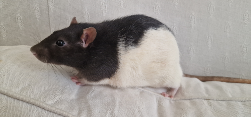 A black and white pet rat sitting on a beige fabric couch, facing left with its ears perked and whiskers visible.