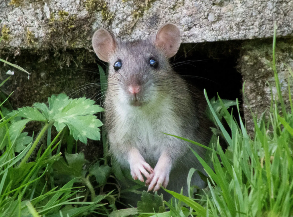 A curious rat peeking out from a hole under a concrete structure, surrounded by green grass and leaves. The rat is facing forward with its front paws raised, and its shiny black eyes and pink nose are clearly visible. You will find out how to get rid of rats with this guide.