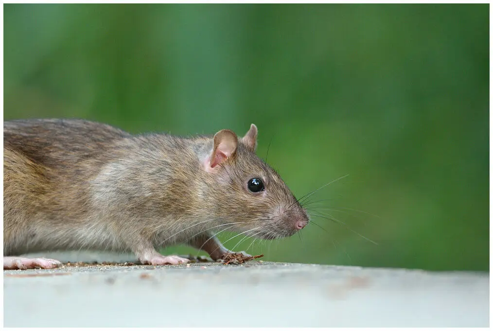A side view of a brown rat walking along a ledge with a blurred green background. The rat's whiskers, ears, and pink nose are clearly visible as it cautiously looks ahead.