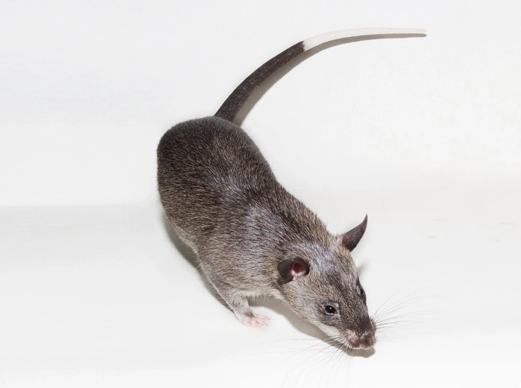 A brown rat with a long tail walking on a clean white surface, sniffing the ground with its whiskers extended forward.