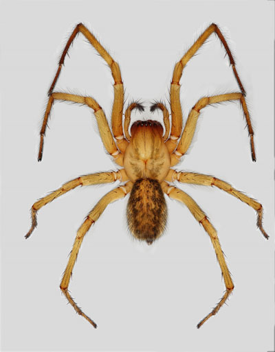Close-up view of a tan-colored spider with prominent fangs and dark-tipped legs, displayed on a plain gray background.