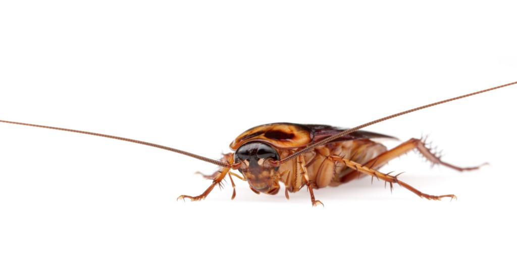 Close-up image of an American cockroach on a white background. The insect has a reddish-brown, glossy body with long, spiny legs and two extended antennae. Its dark eyes and distinct yellowish markings behind the head are clearly visible.