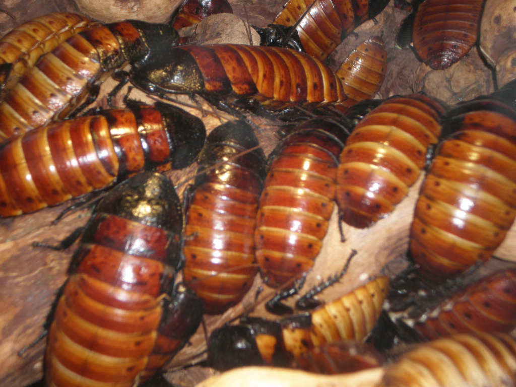 Close-up image of a roach infestation. The insects have shiny, segmented bodies with dark brown to reddish-orange coloring and black heads. Their exoskeletons have a smooth, glossy appearance with distinct horizontal bands.