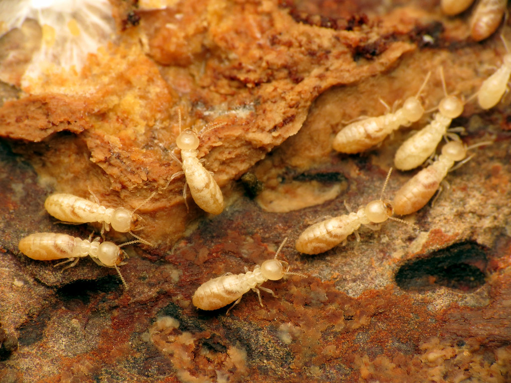 A close-up image of subterranean termites crawling over a decaying piece of wood, showing their pale, soft bodies and damage caused by their feeding activity.